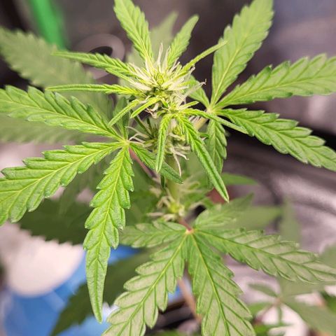 Toof Decay x Walter White growlog timeline photo