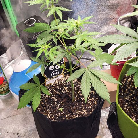 Toof Decay x Walter White growlog timeline photo