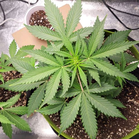 Jammy Dodgers #2 growlog timeline photo