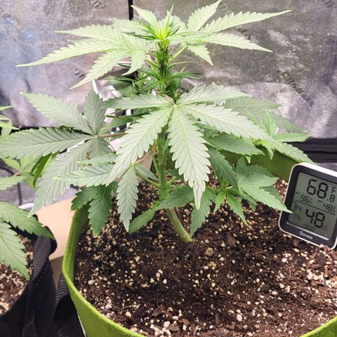 Jammy Dodgers #2 growlog timeline photo