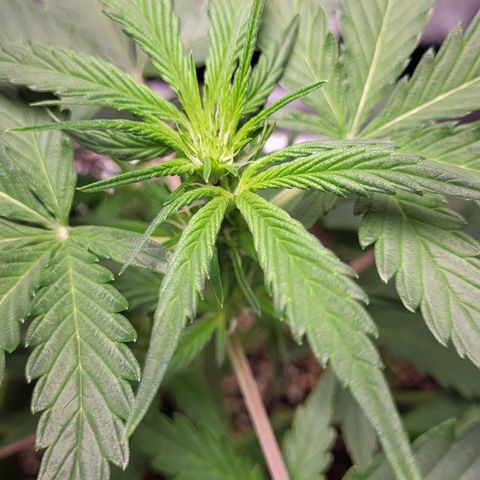 Jammy Dodgers #2 growlog timeline photo