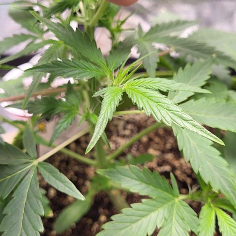 Jammy Dodgers #2 growlog timeline photo