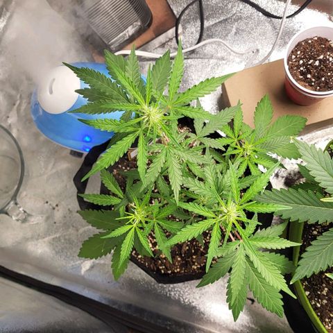 Toof Decay x Walter White growlog timeline photo