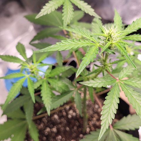 Toof Decay x Walter White growlog timeline photo