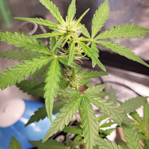 Toof Decay x Walter White growlog timeline photo