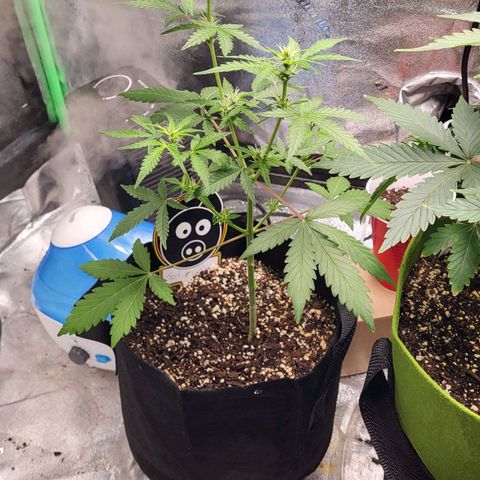 Toof Decay x Walter White growlog timeline photo