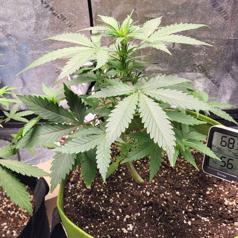 Jammy Dodgers #2 growlog timeline photo