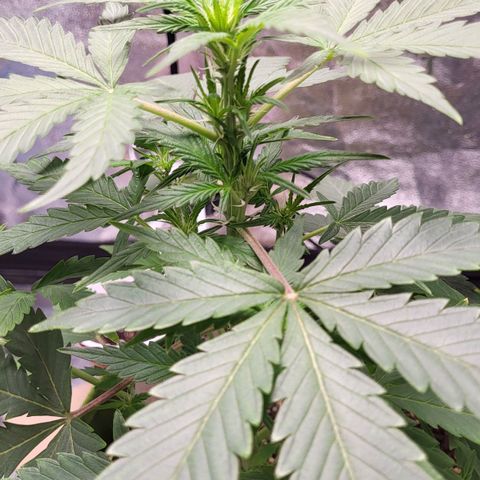 Jammy Dodgers #2 growlog timeline photo