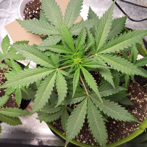 Jammy Dodgers #2 growlog timeline photo