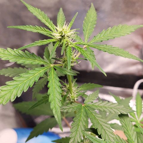 Toof Decay x Walter White growlog timeline photo