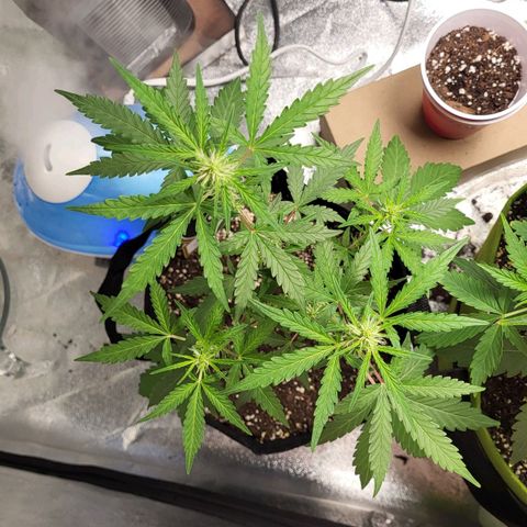Toof Decay x Walter White growlog timeline photo