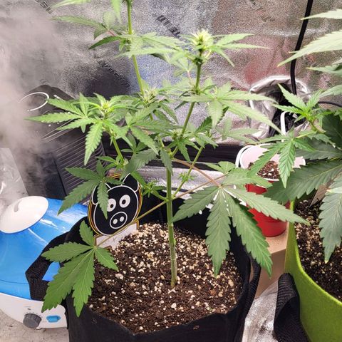 Toof Decay x Walter White growlog timeline photo