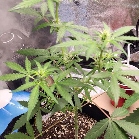 Toof Decay x Walter White growlog timeline photo