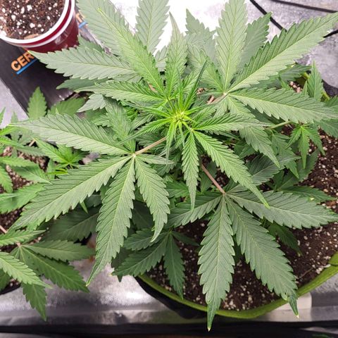 Jammy Dodgers #2 growlog timeline photo