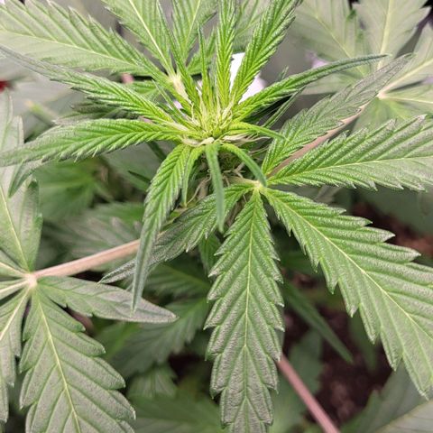Jammy Dodgers #2 growlog timeline photo