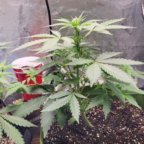 Jammy Dodgers #2 growlog timeline photo