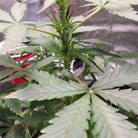 Jammy Dodgers #2 growlog timeline photo