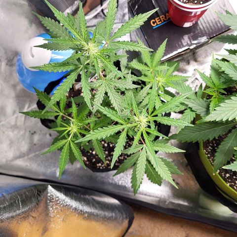 Toof Decay x Walter White growlog timeline photo