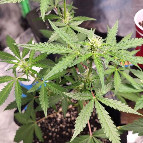Toof Decay x Walter White growlog timeline photo
