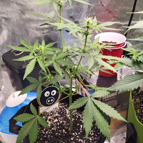 Toof Decay x Walter White growlog timeline photo