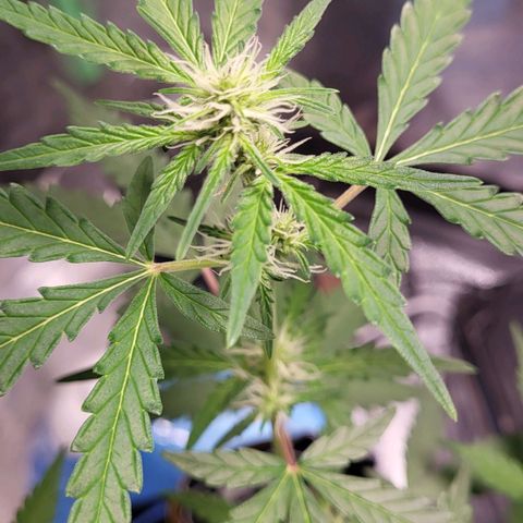 Toof Decay x Walter White growlog timeline photo