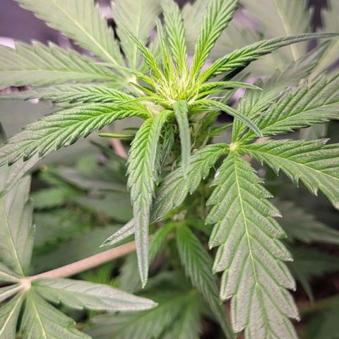 Jammy Dodgers #2 growlog timeline photo