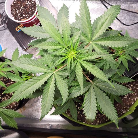 Jammy Dodgers #2 growlog timeline photo