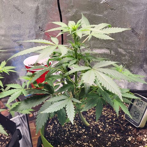 Jammy Dodgers #2 growlog timeline photo