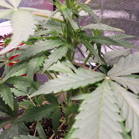 Jammy Dodgers #2 growlog timeline photo