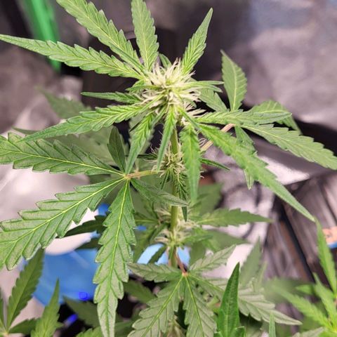 Toof Decay x Walter White growlog timeline photo