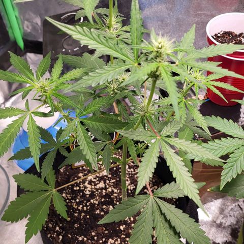Toof Decay x Walter White growlog timeline photo