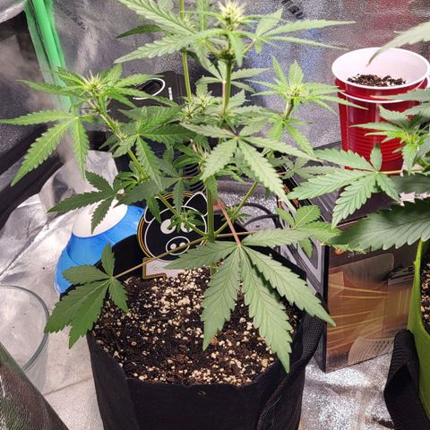 Toof Decay x Walter White growlog timeline photo