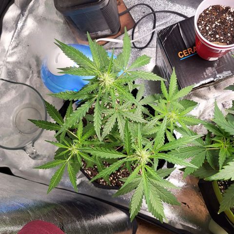 Toof Decay x Walter White growlog timeline photo