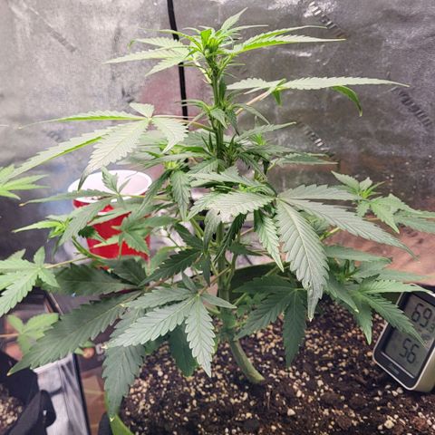 Jammy Dodgers #2 growlog timeline photo