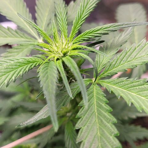 Jammy Dodgers #2 growlog timeline photo