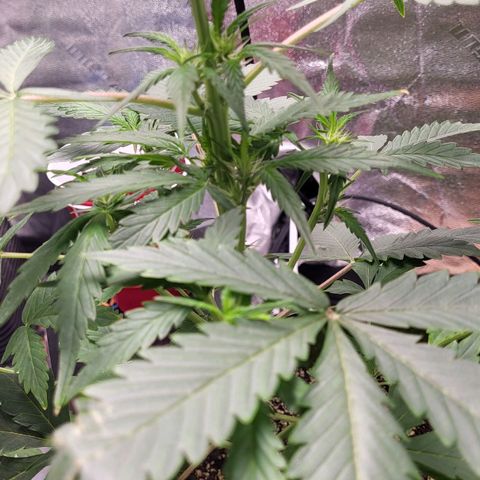 Jammy Dodgers #2 growlog timeline photo