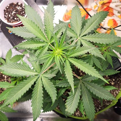 Jammy Dodgers #2 growlog timeline photo