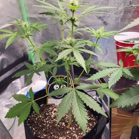 Toof Decay x Walter White growlog timeline photo