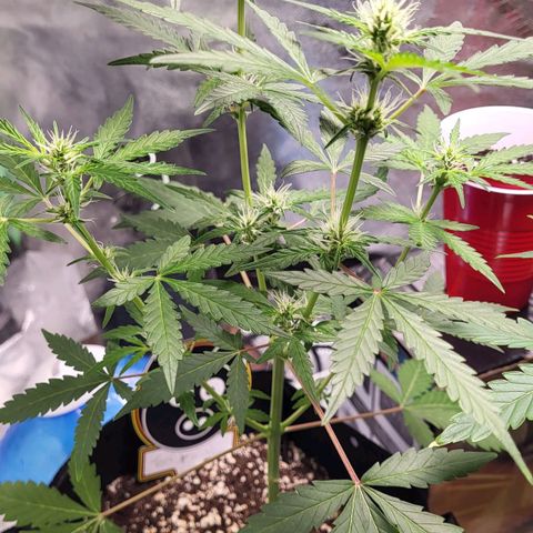 Toof Decay x Walter White growlog timeline photo