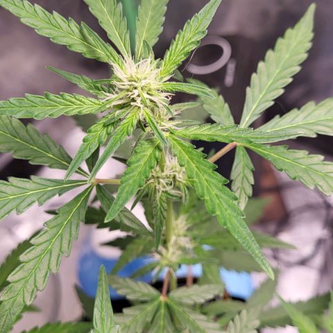 Toof Decay x Walter White growlog timeline photo