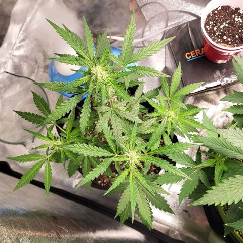 Toof Decay x Walter White growlog timeline photo