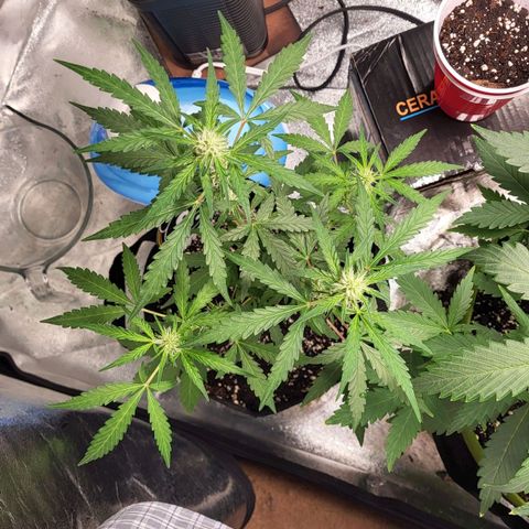 Toof Decay x Walter White growlog timeline photo