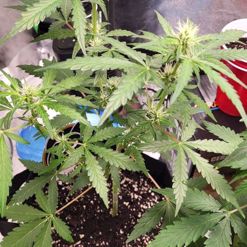 Toof Decay x Walter White growlog timeline photo