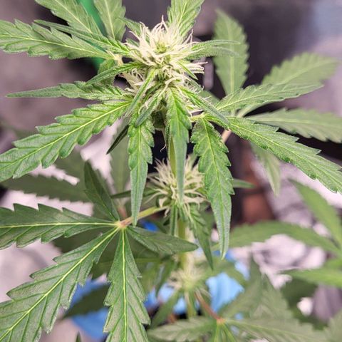 Toof Decay x Walter White growlog timeline photo
