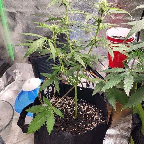 Toof Decay x Walter White growlog timeline photo