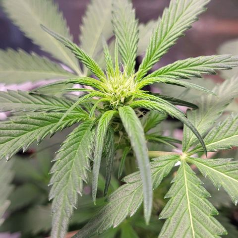 Jammy Dodgers #2 growlog timeline photo