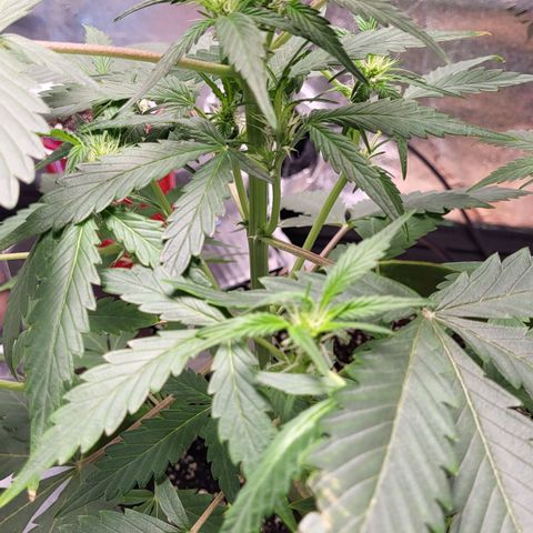 Jammy Dodgers #2 growlog timeline photo