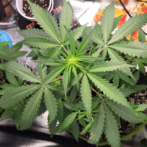 Jammy Dodgers #2 growlog timeline photo