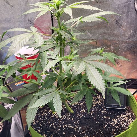 Jammy Dodgers #2 growlog timeline photo