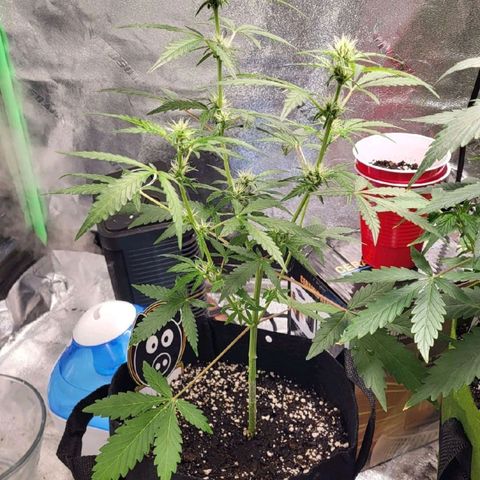 Toof Decay x Walter White growlog timeline photo